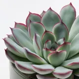 IKEA SUCCULENT (ИКЕА СУССУЛЕНТ) - Растение с горшком, суккулент разных цветов, 6 см — фото 4