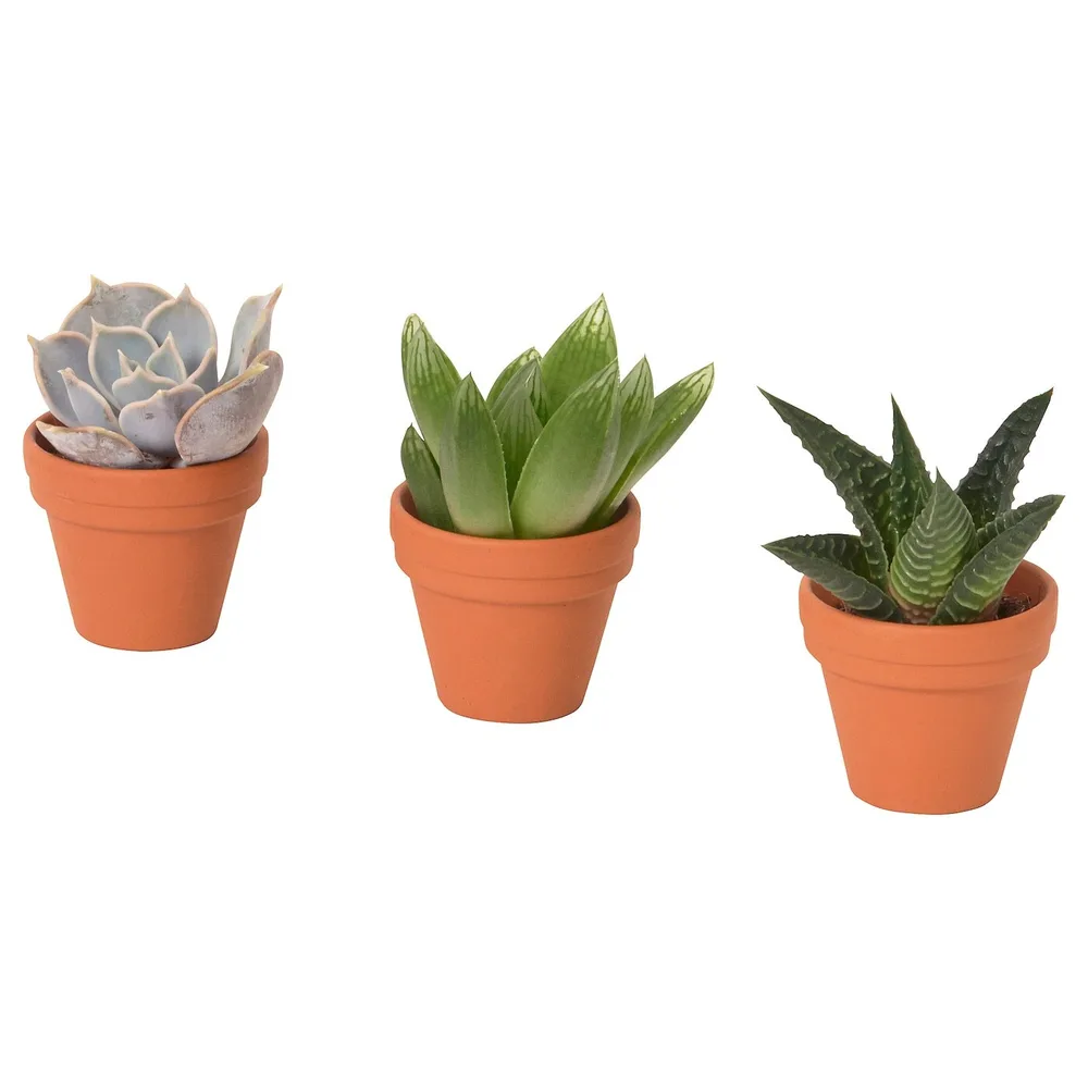 IKEA SUCCULENT (ИКЕА СУССУЛЕНТ) - Растение с горшком, разные/суккуленты, 3 см