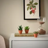 IKEA SUCCULENT (ИКЕА СУССУЛЕНТ) - Растение с горшком, разные/суккуленты, 3 см — фото 3