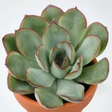 IKEA SUCCULENT (ИКЕА СУССУЛЕНТ) - Растение с горшком, разные/суккуленты, 3 см — фото 4