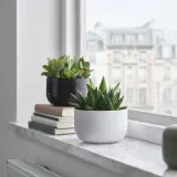IKEA SUCCULENT (ИКЕА СУССУЛЕНТ) - Горшечное растение, суккулент разных цветов, 14 см — фото 2