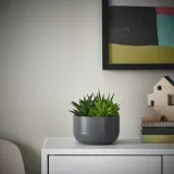 IKEA SUCCULENT (ИКЕА СУССУЛЕНТ) - Горшечное растение, суккулент разных цветов, 14 см — фото 3