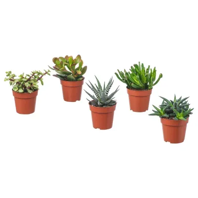 IKEA SUCCULENT  (ИКЕА СУССУЛЕНТ)  -  Горшечное растение, разное/сукулент, 9 см
