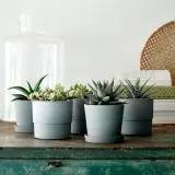 IKEA SUCCULENT (ИКЕА СУССУЛЕНТ) - Горшечное растение, разное/сукулент, 9 см — фото 2