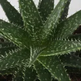 IKEA SUCCULENT (ИКЕА СУССУЛЕНТ) - Горшечное растение, разное/сукулент, 9 см — фото 6