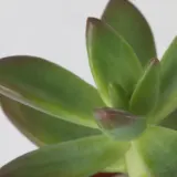 IKEA SUCCULENT (ИКЕА СУССУЛЕНТ) - Горшечное растение, разное/сукулент, 9 см — фото 7