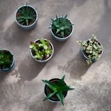 IKEA SUCCULENT (ИКЕА СУССУЛЕНТ) - Горшечное растение, разное/сукулент, 9 см — фото 8