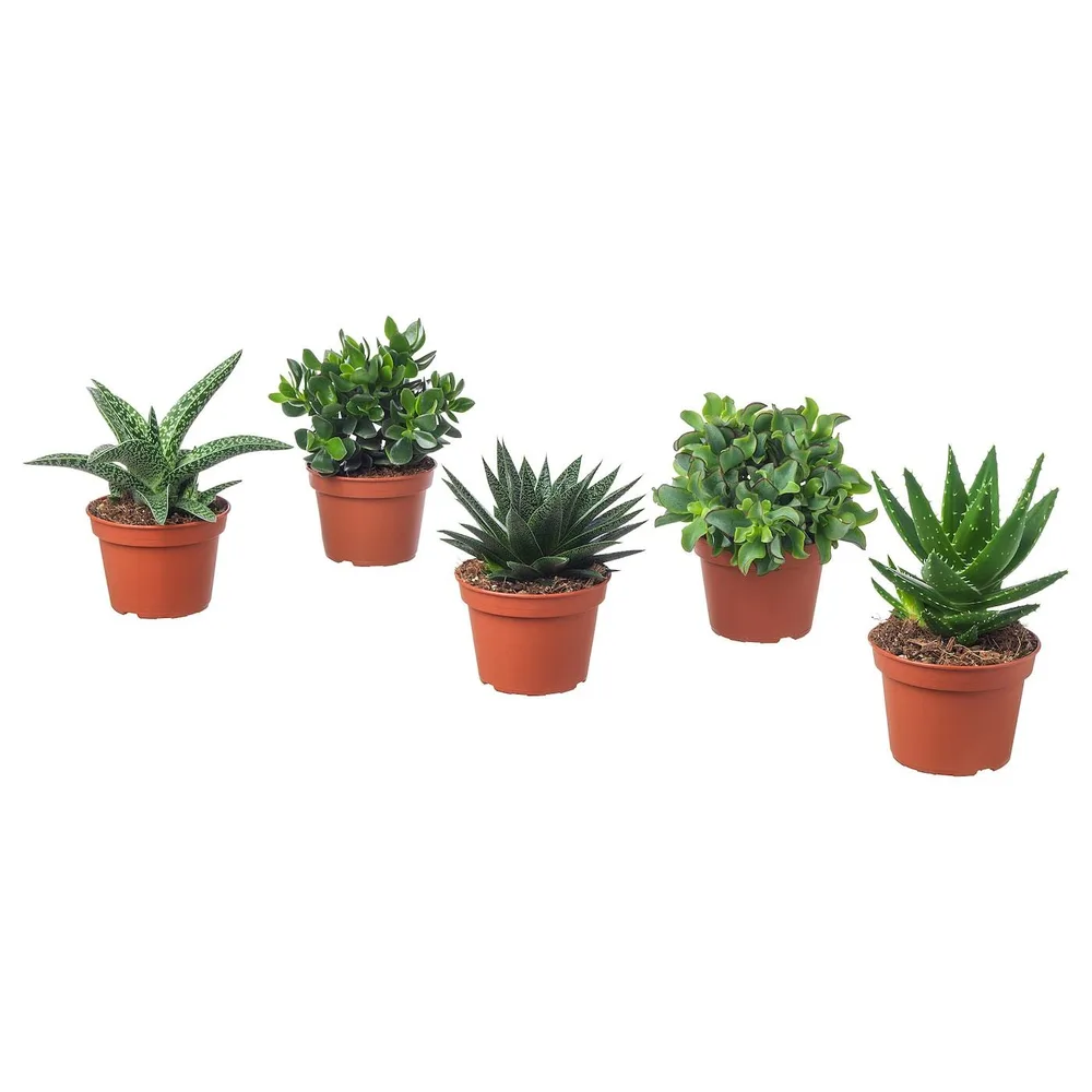 IKEA SUCCULENT (ИКЕА СУССУЛЕНТ) - Горшечное растение, разные, 15 см