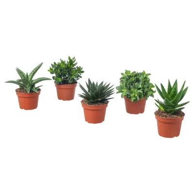IKEA SUCCULENT  (ИКЕА СУССУЛЕНТ)  -  Горшечное растение, разные, 15 см
