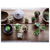 IKEA SUCCULENT (ИКЕА СУССУЛЕНТ) - Горшечное растение, разные, 15 см — фото 4