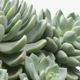 IKEA SUCCULENT (ИКЕА СУССУЛЕНТ) - Горшечное растение, разные, 15 см — фото 5