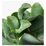 IKEA SUCCULENT (ИКЕА СУССУЛЕНТ) - Горшечное растение, разные, 15 см — фото 7