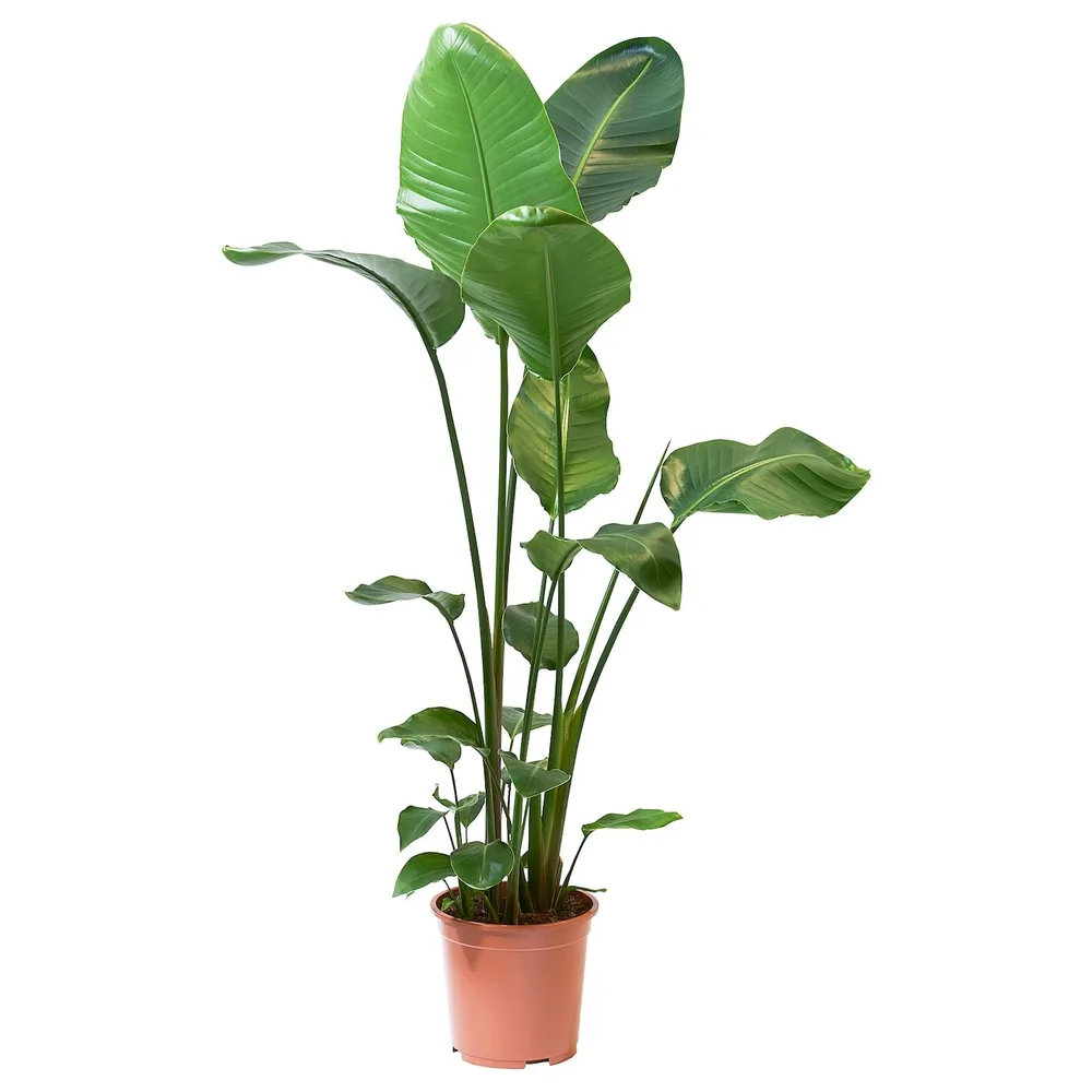 IKEA STRELITZIA (ИКЕА СТРЕЛИТЗИА) - Горшечное растение, Райская птица, 27 см