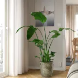 IKEA STRELITZIA (ИКЕА СТРЕЛИТЗИА) - Горшечное растение, Райская птица, 27 см — фото 2