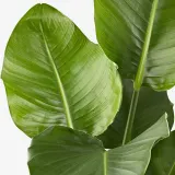 IKEA STRELITZIA (ИКЕА СТРЕЛИТЗИА) - Горшечное растение, Райская птица, 27 см — фото 3