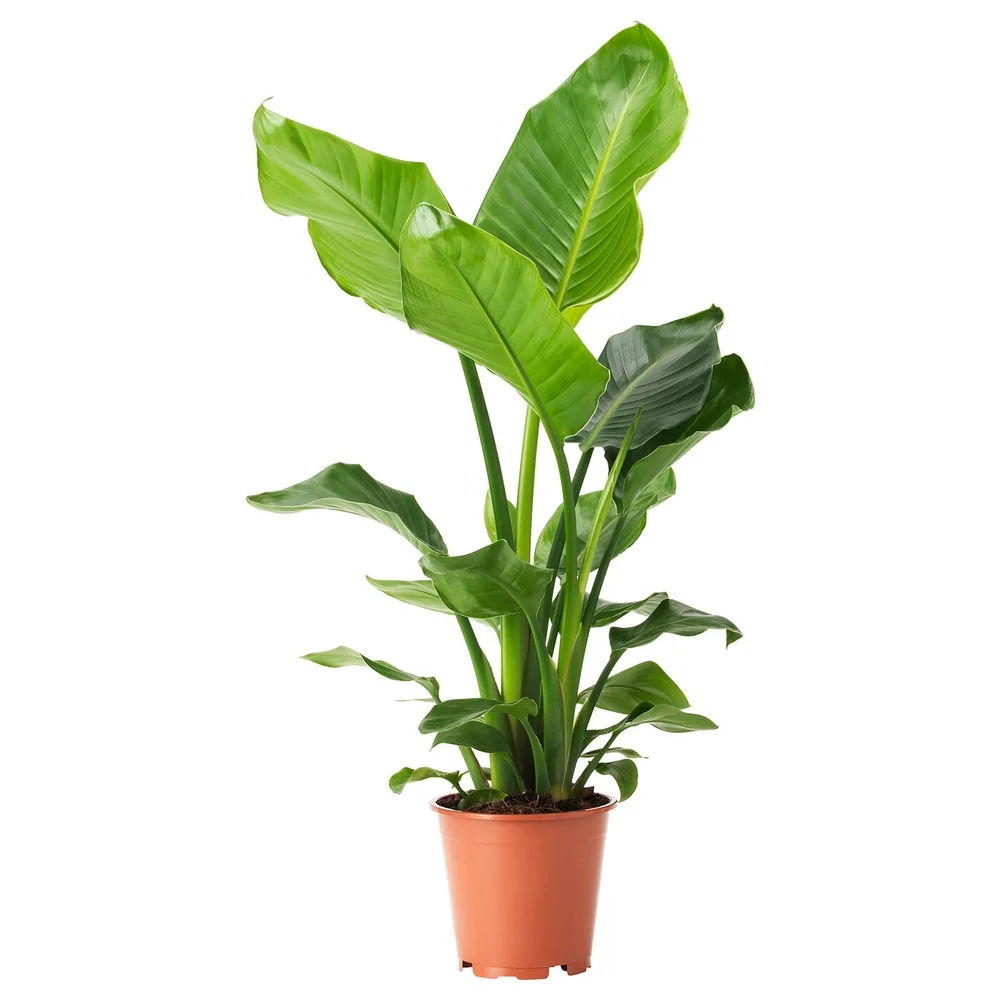 IKEA STRELITZIA (ИКЕА СТРЕЛИТЗИА) - Горшечное растение, Райская птица, 19 см