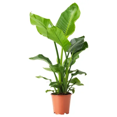 IKEA STRELITZIA  (ИКЕА СТРЕЛИТЗИА)  -  Горшечное растение, Райская птица, 19 см