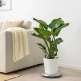 IKEA STRELITZIA (ИКЕА СТРЕЛИТЗИА) - Горшечное растение, Райская птица, 19 см — фото 2