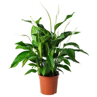 IKEA SPATHIPHYLLUM  (ИКЕА СПАТХИПХЙЛЛУМ)  -  Горшечное растение, Мирная лилия, 24 см