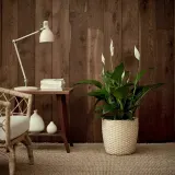 IKEA SPATHIPHYLLUM (ИКЕА СПАТХИПХЙЛЛУМ) - Горшечное растение, Мирная лилия, 24 см — фото 3