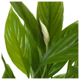IKEA SPATHIPHYLLUM (ИКЕА СПАТХИПХЙЛЛУМ) - Горшечное растение, Мирная лилия, 24 см — фото 5