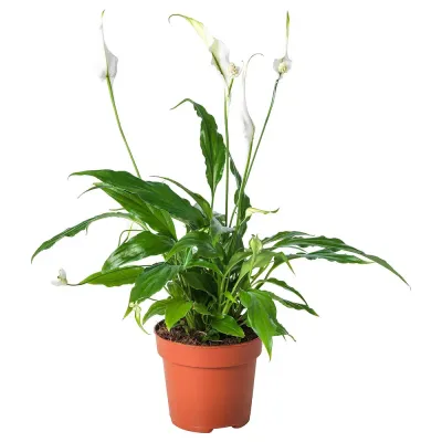 IKEA SPATHIPHYLLUM  (ИКЕА СПАТХИПХЙЛЛУМ)  -  Горшечное растение, Мирная лилия, 12 см