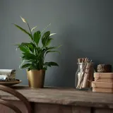 IKEA SPATHIPHYLLUM (ИКЕА СПАТХИПХЙЛЛУМ) - Горшечное растение, Мирная лилия, 12 см — фото 2