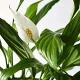 IKEA SPATHIPHYLLUM (ИКЕА СПАТХИПХЙЛЛУМ) - Горшечное растение, Мирная лилия, 12 см — фото 3