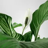 IKEA SPATHIPHYLLUM (ИКЕА СПАТХИПХЙЛЛУМ) - Горшечное растение, Мирная лилия, 12 см — фото 4