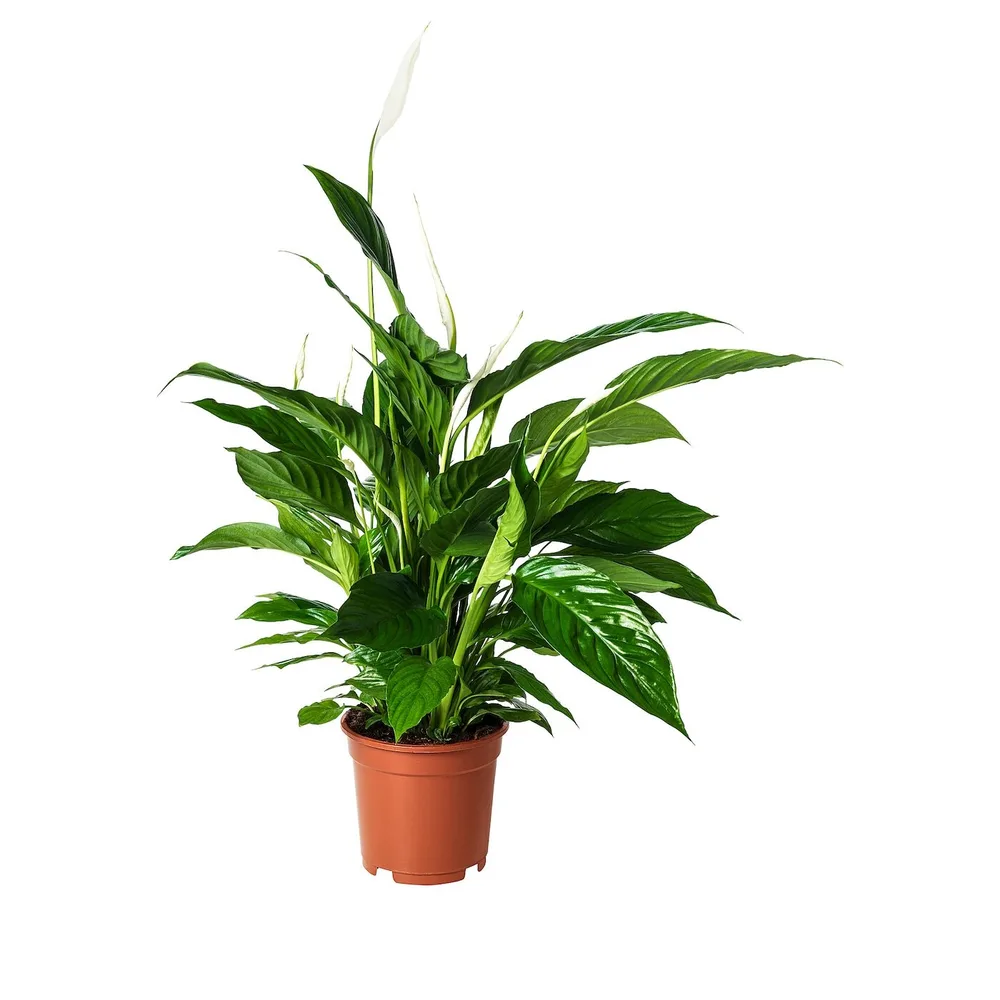 IKEA SPATHIPHYLLUM (ИКЕА СПАТХИПХЙЛЛУМ) - Горшечное растение, Мирная лилия, 17 см