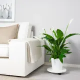 IKEA SPATHIPHYLLUM (ИКЕА СПАТХИПХЙЛЛУМ) - Горшечное растение, Мирная лилия, 17 см — фото 2