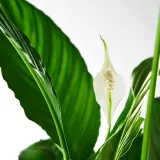 IKEA SPATHIPHYLLUM (ИКЕА СПАТХИПХЙЛЛУМ) - Горшечное растение, Мирная лилия, 17 см — фото 4