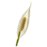 IKEA SPATHIPHYLLUM (ИКЕА СПАТХИПХЙЛЛУМ) - Горшечное растение, Мирная лилия, 17 см — фото 6