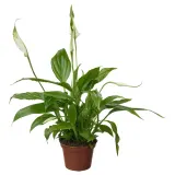 IKEA SPATHIPHYLLUM (ИКЕА СПАТХИПХЙЛЛУМ) - Горшечное растение, Мирная лилия, 6 см — фото 1