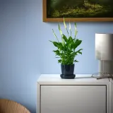 IKEA SPATHIPHYLLUM (ИКЕА СПАТХИПХЙЛЛУМ) - Горшечное растение, Мирная лилия, 6 см — фото 2
