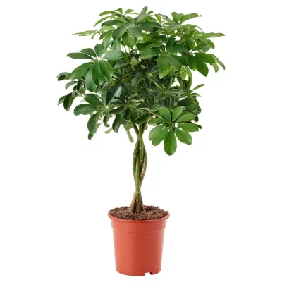IKEA SCHEFFLERA  (ИКЕА ССХЕФФЛЕРА)  -  ARBORICOLA Горшечное растение, североамериканская магнолия/скрученный стебель, 19 см