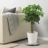 IKEA SCHEFFLERA (ИКЕА ССХЕФФЛЕРА) - ARBORICOLA Горшечное растение, североамериканская магнолия/скрученный стебель, 19 см — фото 2