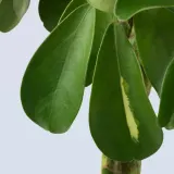 IKEA SCHEFFLERA (ИКЕА ССХЕФФЛЕРА) - ARBORICOLA Горшечное растение, североамериканская магнолия/скрученный стебель, 19 см — фото 3