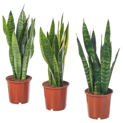 IKEA SANSEVIERIA  (ИКЕА САНСЕВИЕРИА)  -  TRIFASCIATA Горшечное растение, SANSEVERIA, 14 см