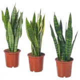 IKEA SANSEVIERIA (ИКЕА САНСЕВИЕРИА) - TRIFASCIATA Горшечное растение, SANSEVERIA, 14 см — фото 1