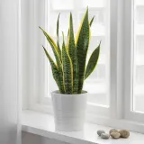 IKEA SANSEVIERIA (ИКЕА САНСЕВИЕРИА) - TRIFASCIATA Горшечное растение, SANSEVERIA, 14 см — фото 2