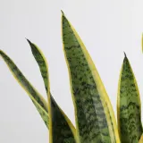 IKEA SANSEVIERIA (ИКЕА САНСЕВИЕРИА) - TRIFASCIATA Горшечное растение, SANSEVERIA, 14 см — фото 3