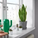 IKEA SANSEVIERIA (ИКЕА САНСЕВИЕРИА) - TRIFASCIATA Горшечное растение, SANSEVERIA, 14 см — фото 4