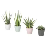 IKEA SANSEVIERIA (ИКЕА САНСЕВИЕРИА) - Растение с горшком, Змеиное растение различных цветов, 6 см — фото 1