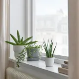 IKEA SANSEVIERIA (ИКЕА САНСЕВИЕРИА) - Растение с горшком, Змеиное растение различных цветов, 6 см — фото 2