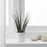 IKEA SANSEVIERIA (ИКЕА САНСЕВИЕРИА) - Растение с горшком, Змеиное растение различных цветов, 6 см — фото 3