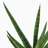 IKEA SANSEVIERIA (ИКЕА САНСЕВИЕРИА) - Растение с горшком, Змеиное растение различных цветов, 6 см — фото 4