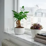 IKEA RADERMACHERA (ИКЕА РАДЕРМАСХЕРА) - Растение с горшком, китайская кукла/различные цвета, 14 см — фото 3