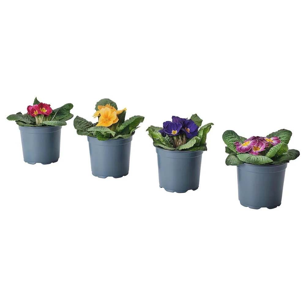 IKEA PRIMULA (ИКЕА ПРИМУЛА) - Горшечное растение, примула разных цветов, 11 см