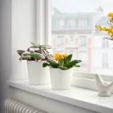 IKEA PRIMULA (ИКЕА ПРИМУЛА) - Горшечное растение, примула разных цветов, 11 см — фото 2